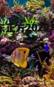 山东正方2022年债权
