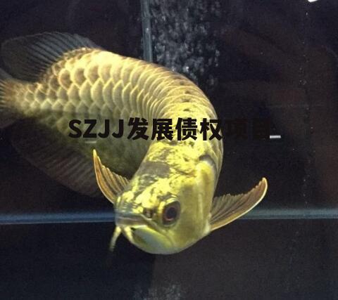 SZJJ发展债权项目