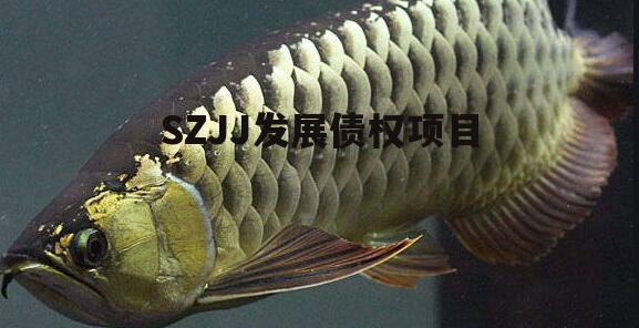 SZJJ发展债权项目