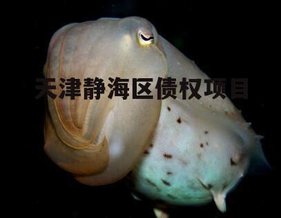 天津静海区债权项目