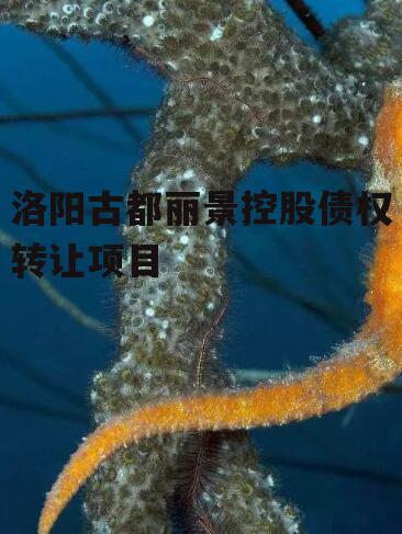 洛阳古都丽景控股债权转让项目